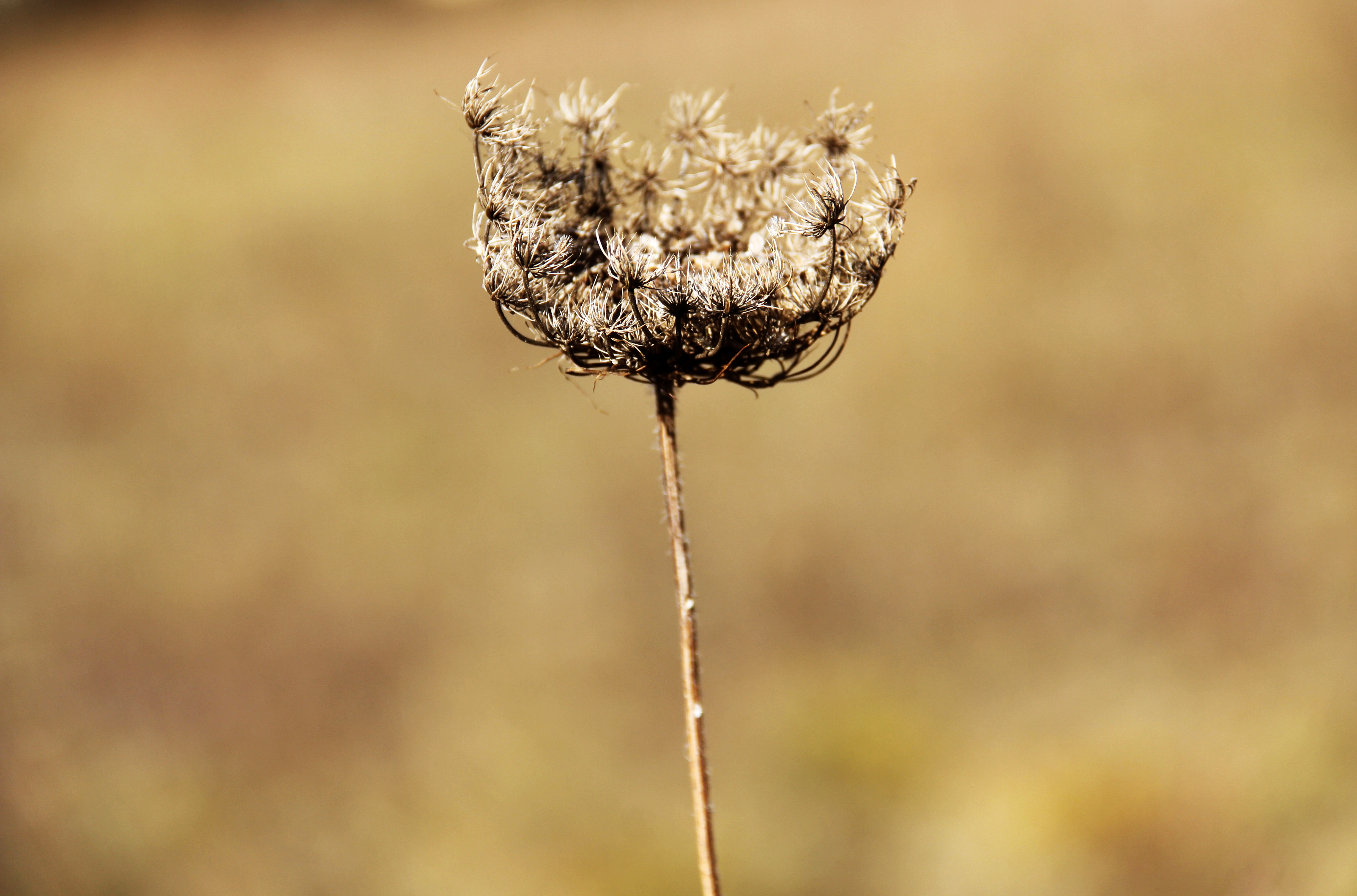 Dry Plant.