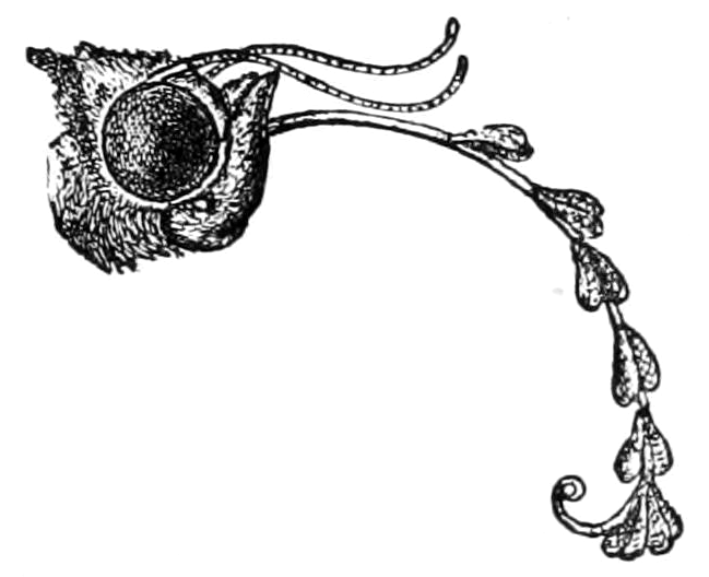 File:On the Various Contrivances by Which British and Foreign Orchids are Fertilised by Insects, and on the Good Effects of Intercrossing - Fig 4.png