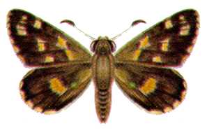 <i>Oreisplanus munionga</i> Species of butterfly