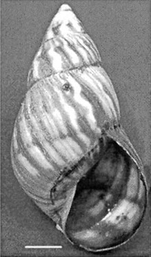 Orthalicus undatus jamaicensis školjka.jpg