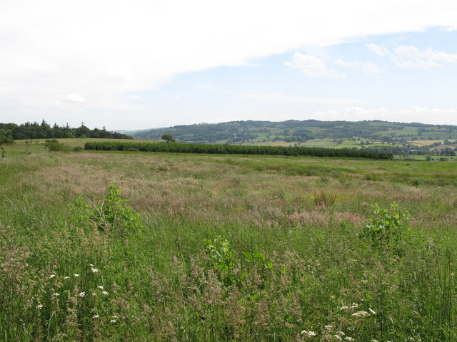 File:Pasture and young plantation north of Park Shield - geograph.org.uk - 473536.jpg