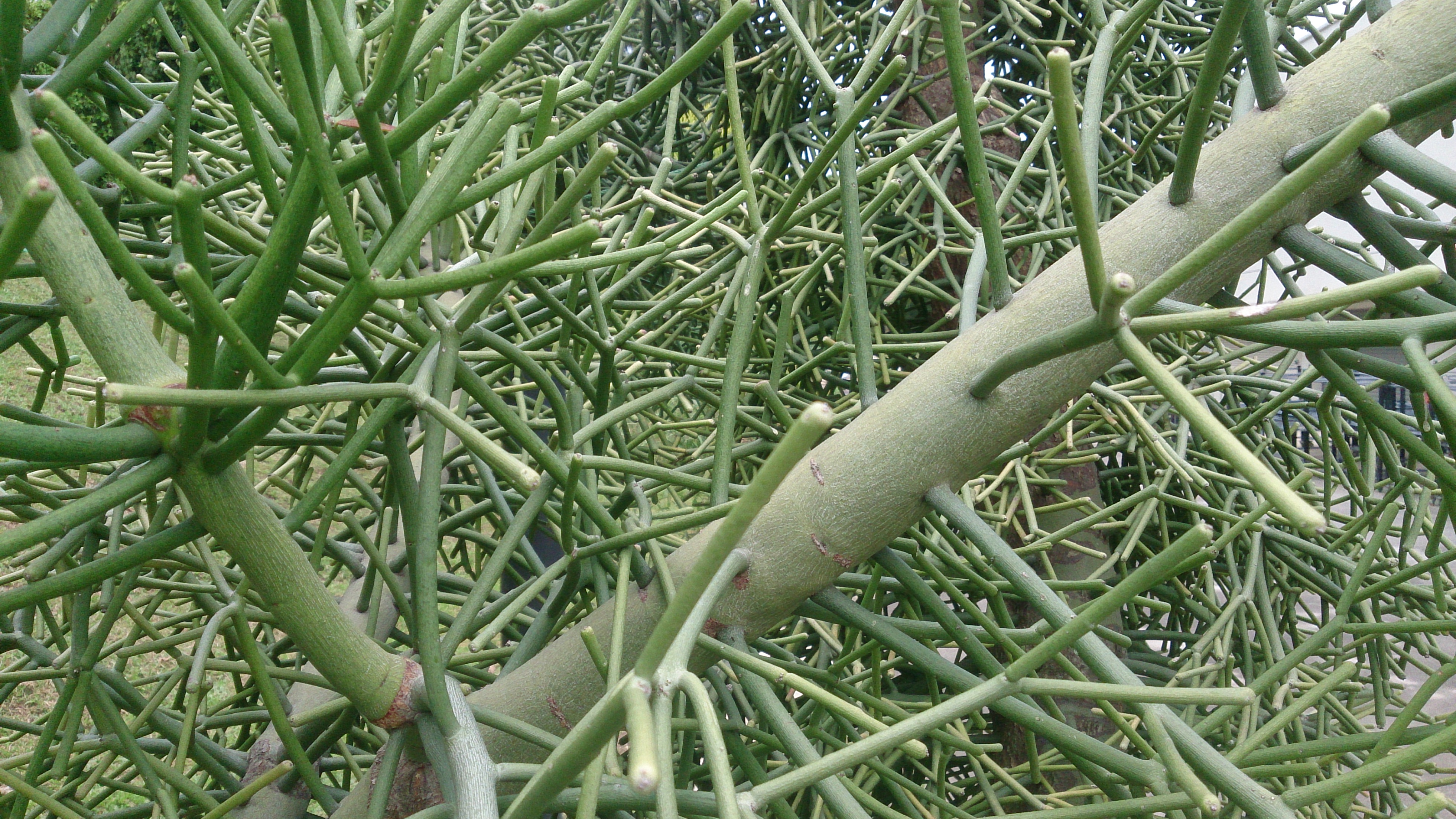 Green Pencil Tree Euphorbia Trucalli 