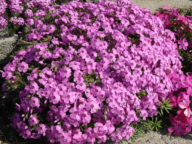 File:Phlox subulata 'Holly' 5.JPG