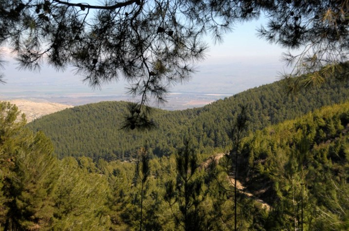 PikiWiki Israel 14887 Birya Forest.jpg
