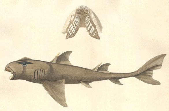 File:Port Jackson Shark.jpg