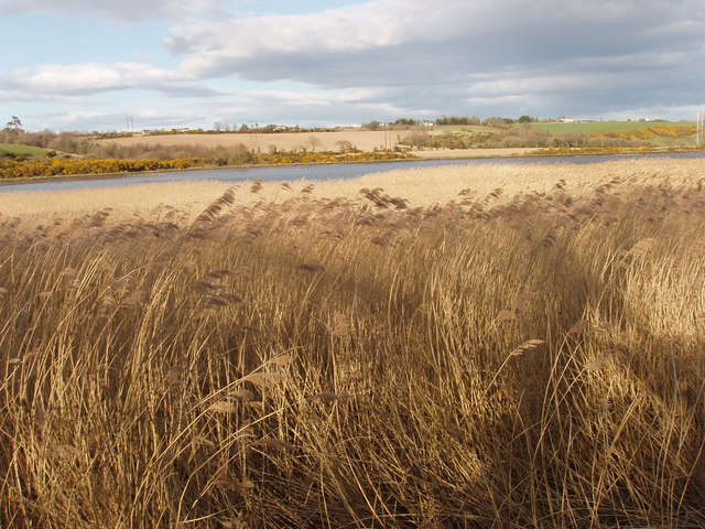 File:Reedbed by the River Slaney - geograph.org.uk - 1234947.jpg