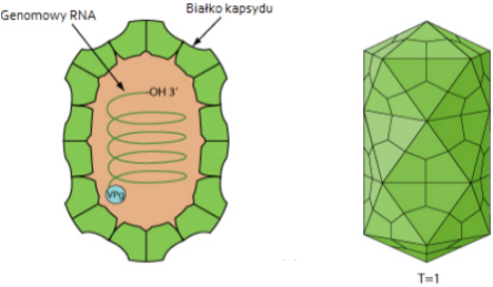 File:Rycina 3 Mykowirusy – wirusy infekujące grzyby J. Kamiński.png