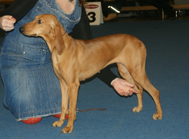 File:Segugio italiano a pelo raso aka Short-haired Italian Hound.JPG