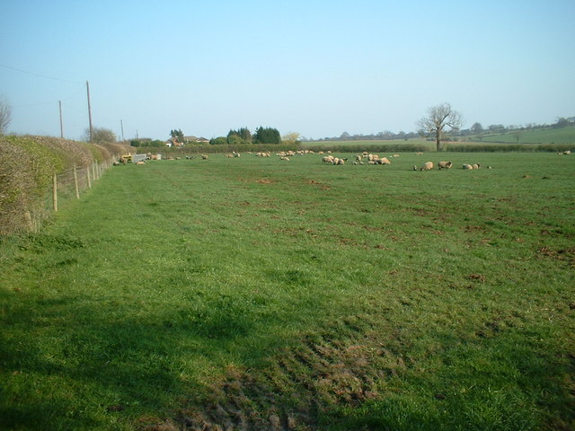 File:Sheep in a field - geograph.org.uk - 385725.jpg