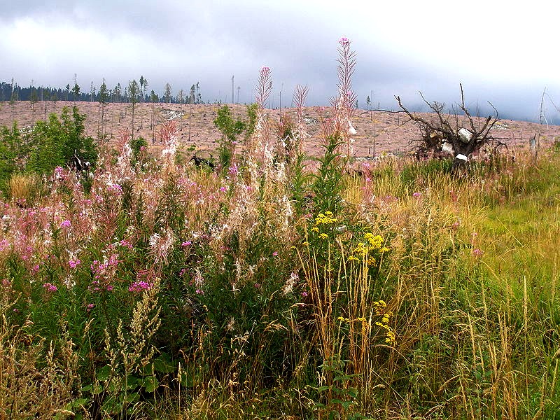 File:Slovakia High Tatras 46.jpg