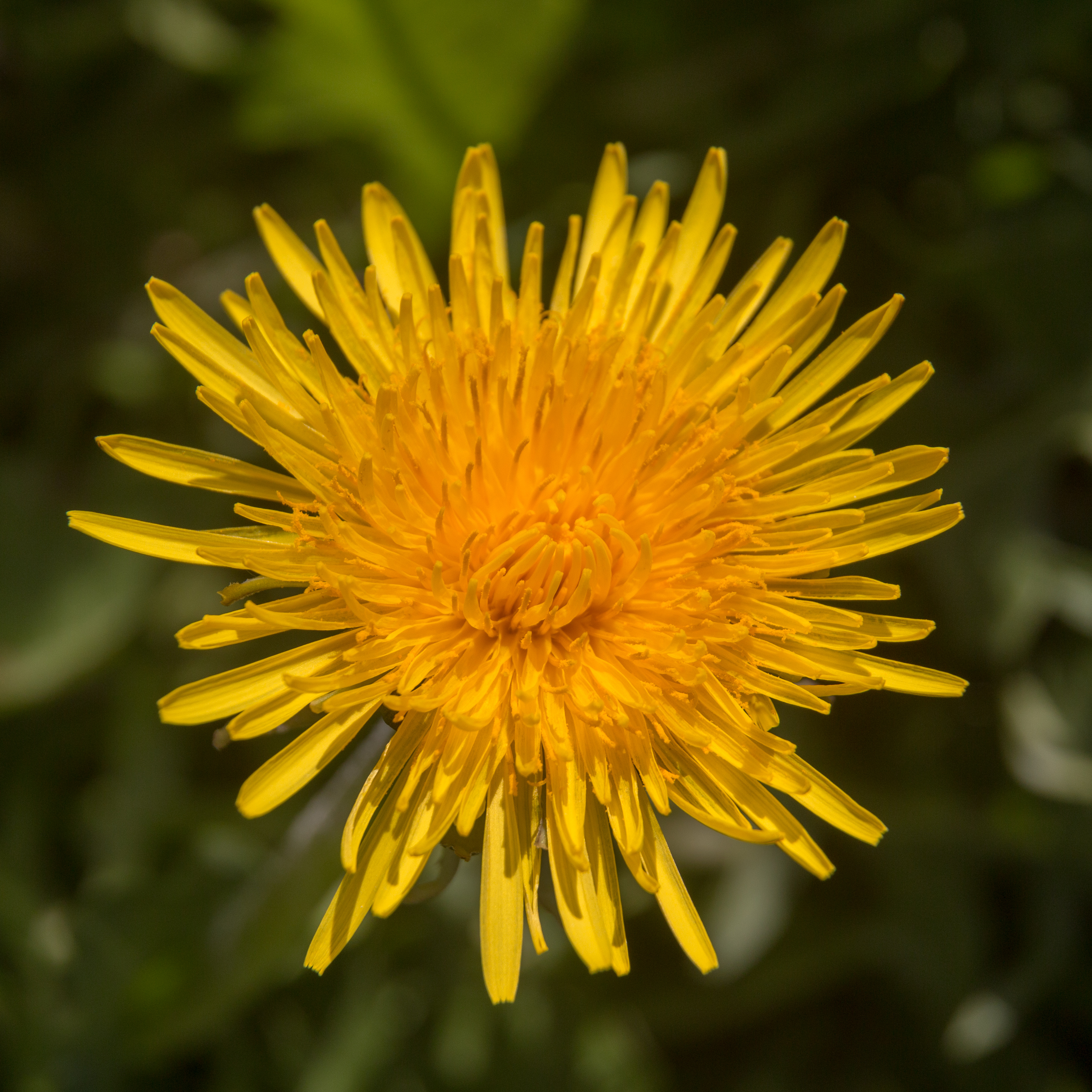 Filetaxarum Officinale Pissenlit Fleur 20160428jpg