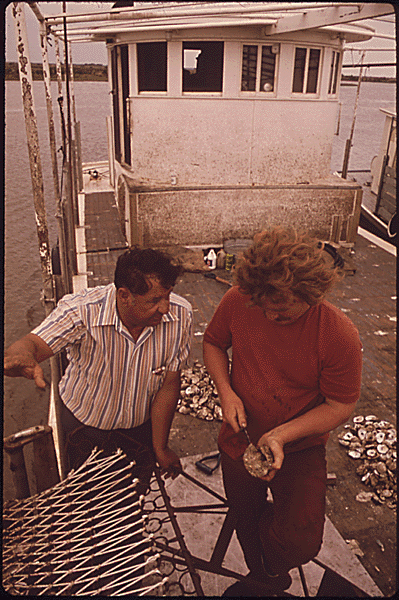 File:Tesvich Lake Borgne Oyster examination 1973.gif