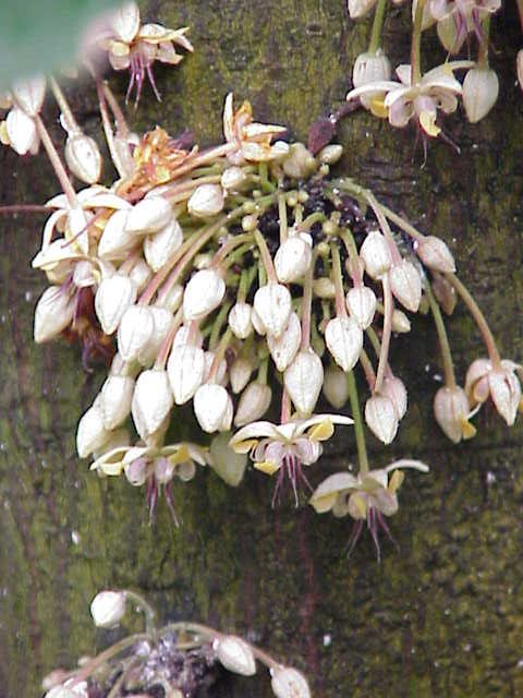 File Theobroma cacao1 jpg Wikimedia Commons