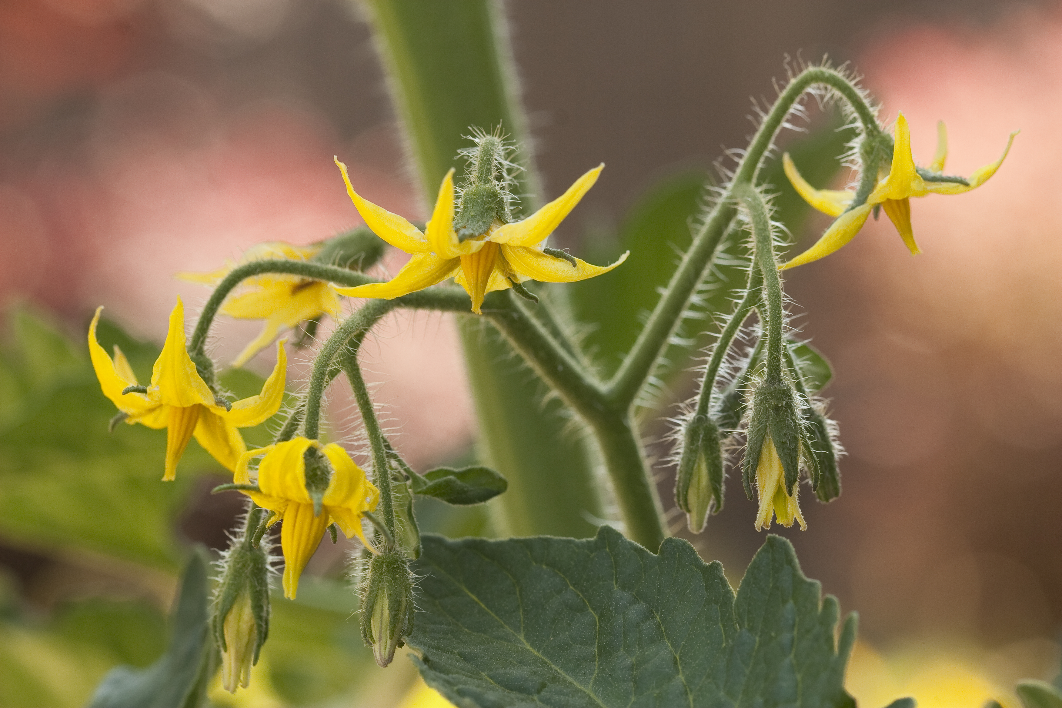 tomato plant flower