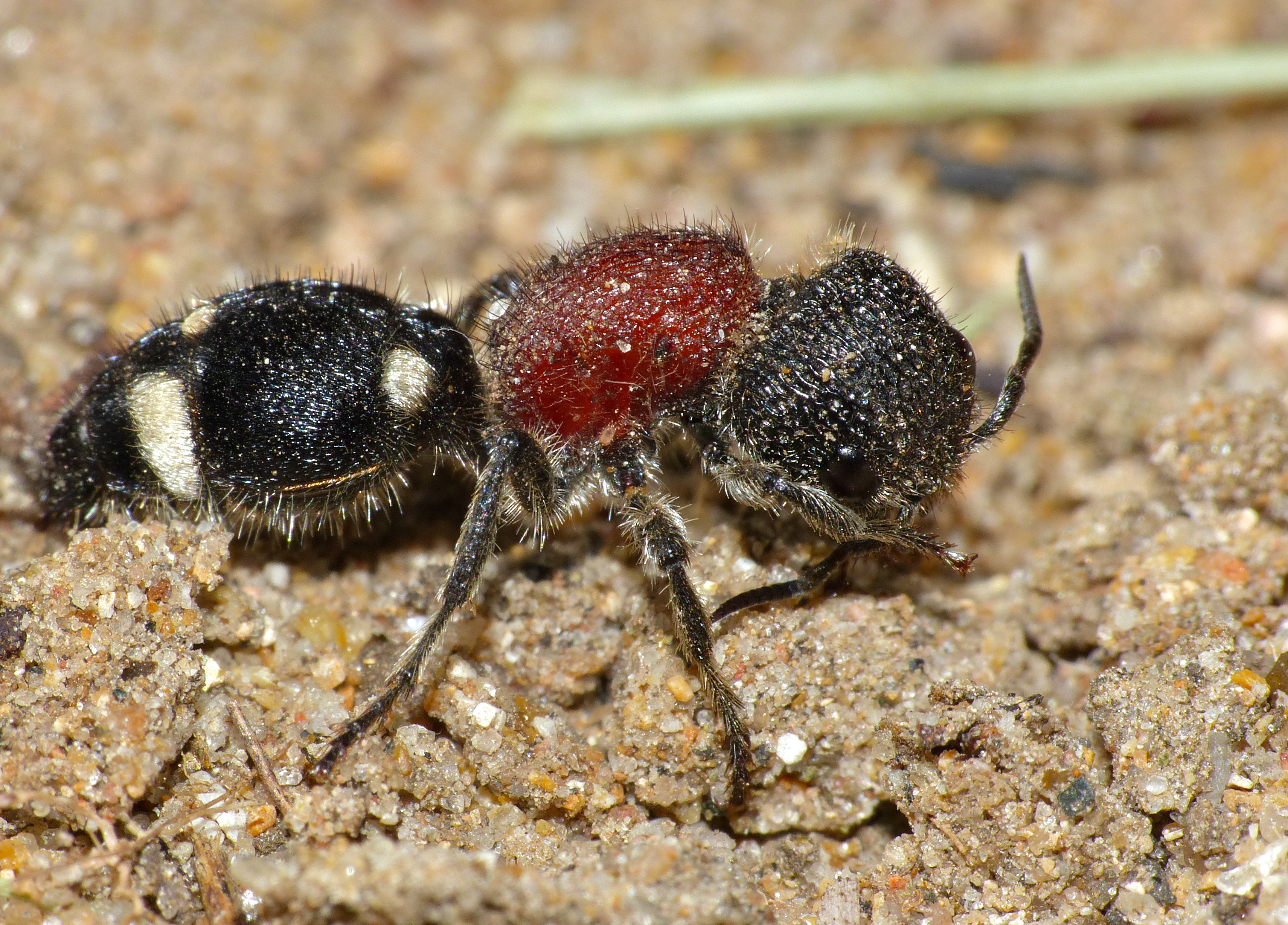 Ant f4. Mutilla europeae.