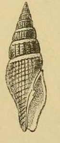 <i>Vexillum scitulum</i> Species of gastropod