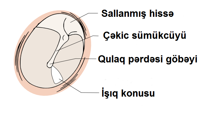 normal tympanic membrane labeled