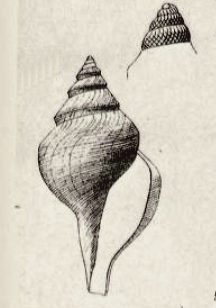 Xanthodaphne leptalea