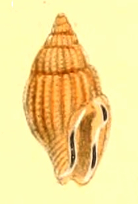 <i>Zafra brevissima</i> Species of gastropod