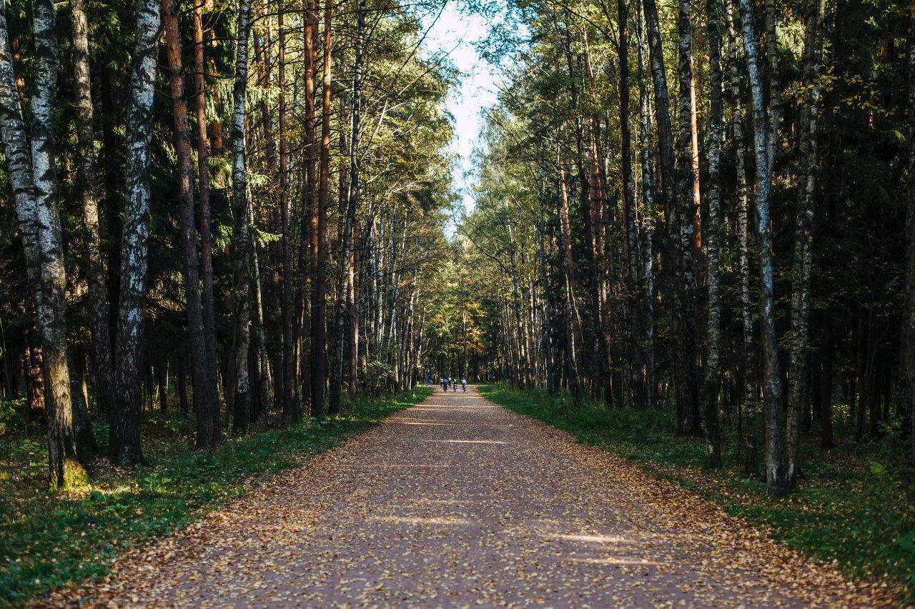 мещерский парк лес