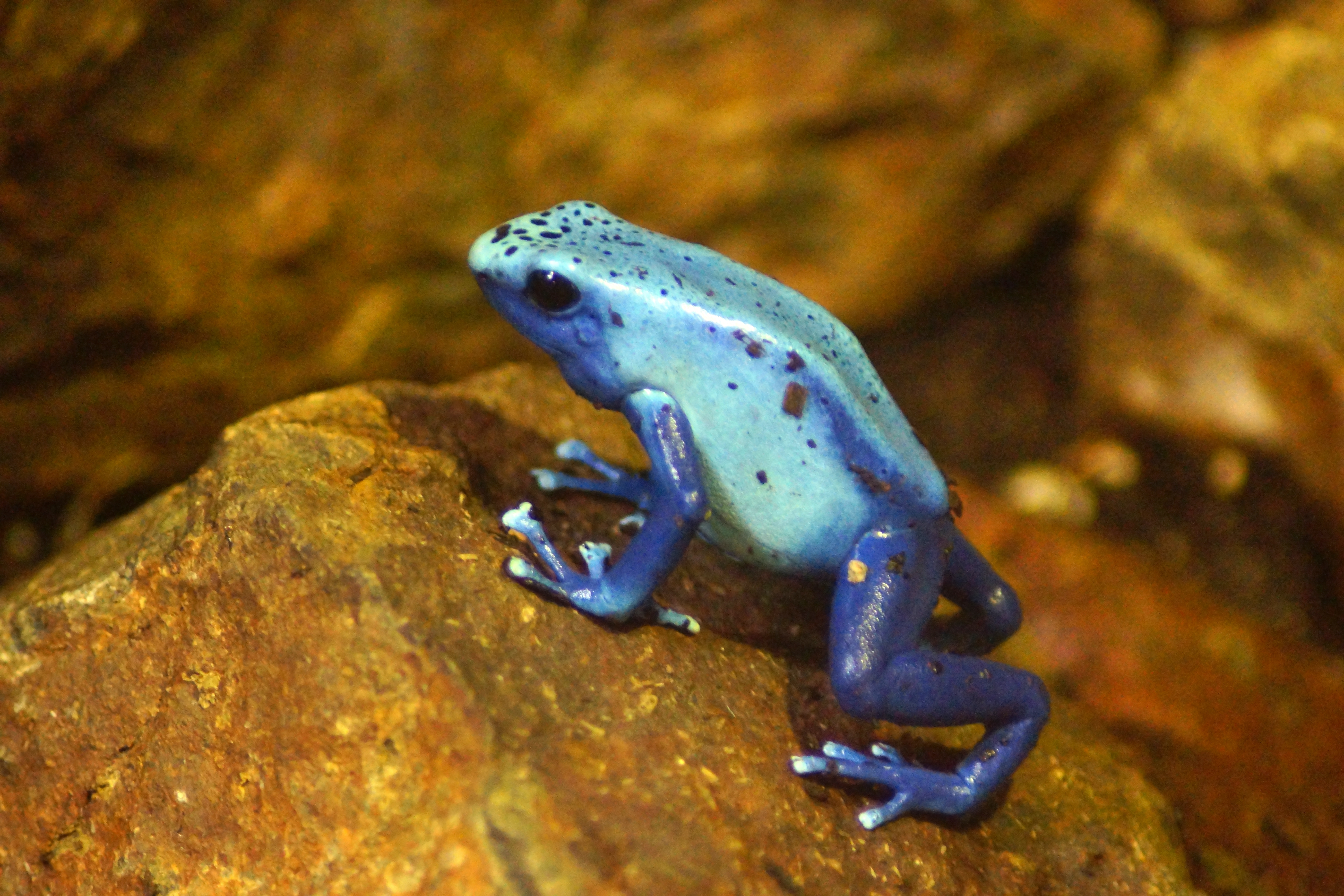 Oakland Zoo  Poison Dart Frogs