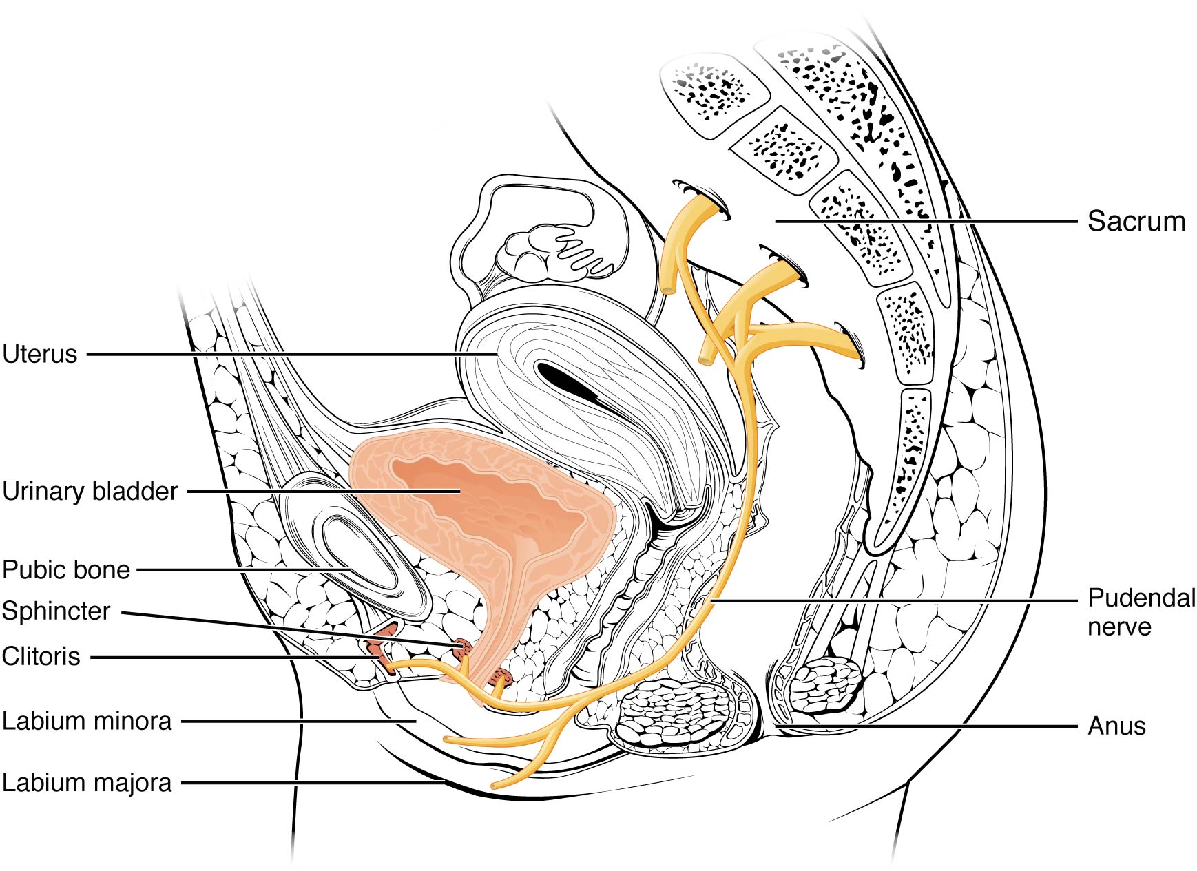 Schmerzen am Steissbein: Coccygodynie 1