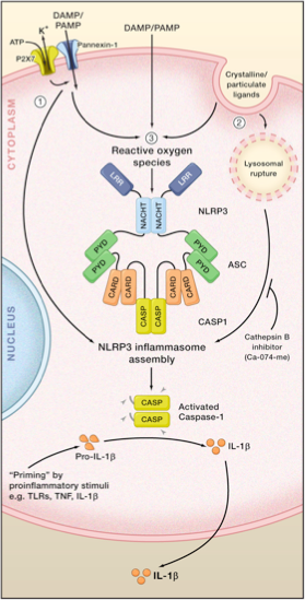 File:3 Models of NLRP3 Inflammasome Activation.png