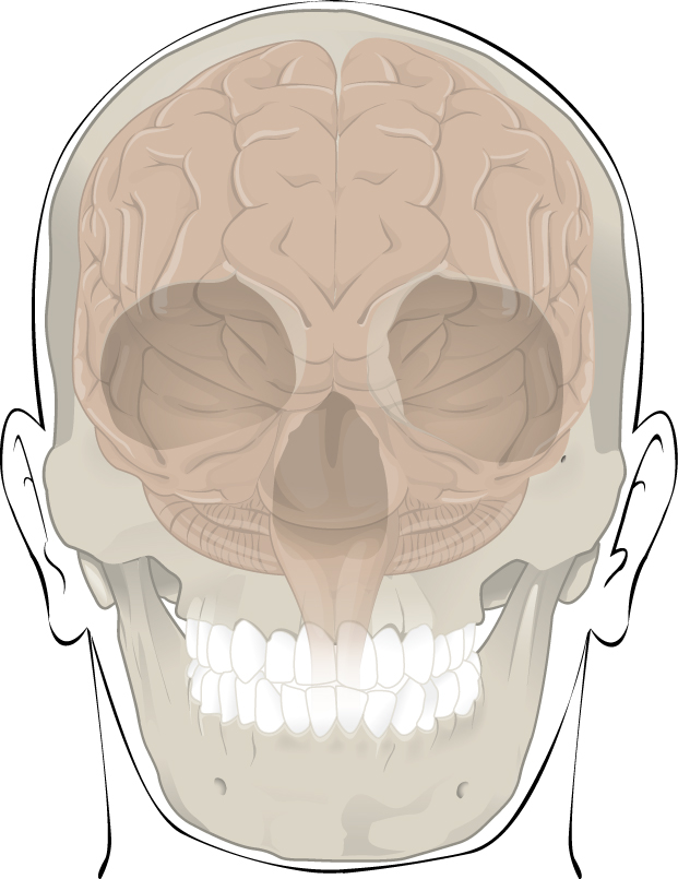 File:618 Bones Protect Brain.jpg - Wikimedia Commons