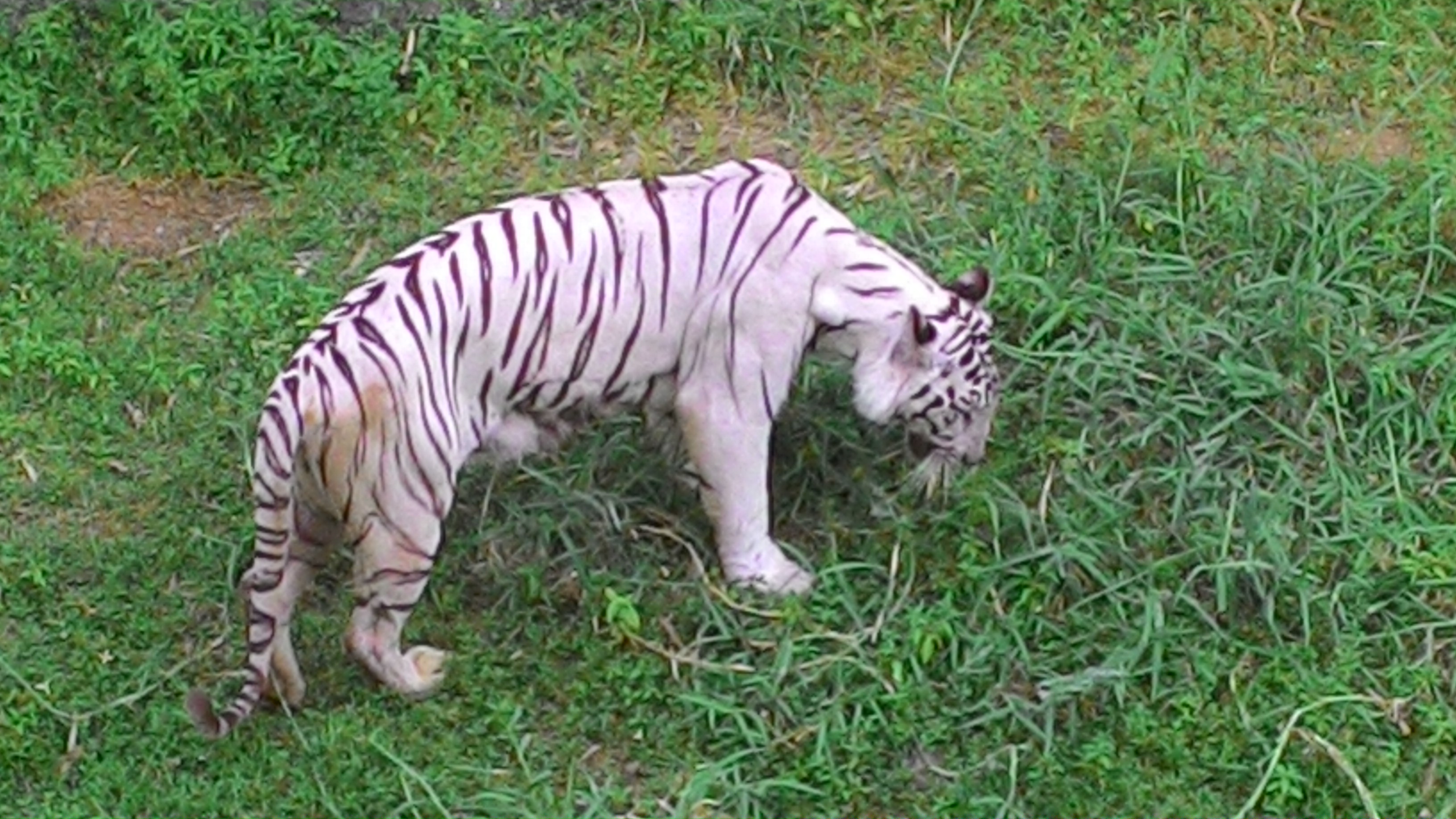 File:A rare image the tiger eating grass in order to digest the  -  Wikimedia Commons