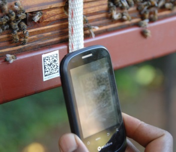File:African Honey Bee Barcode.jpg