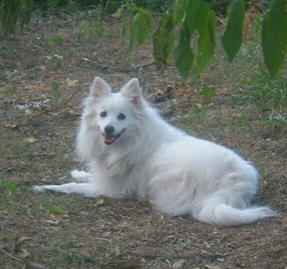 File:American Eskimo dog.jpg