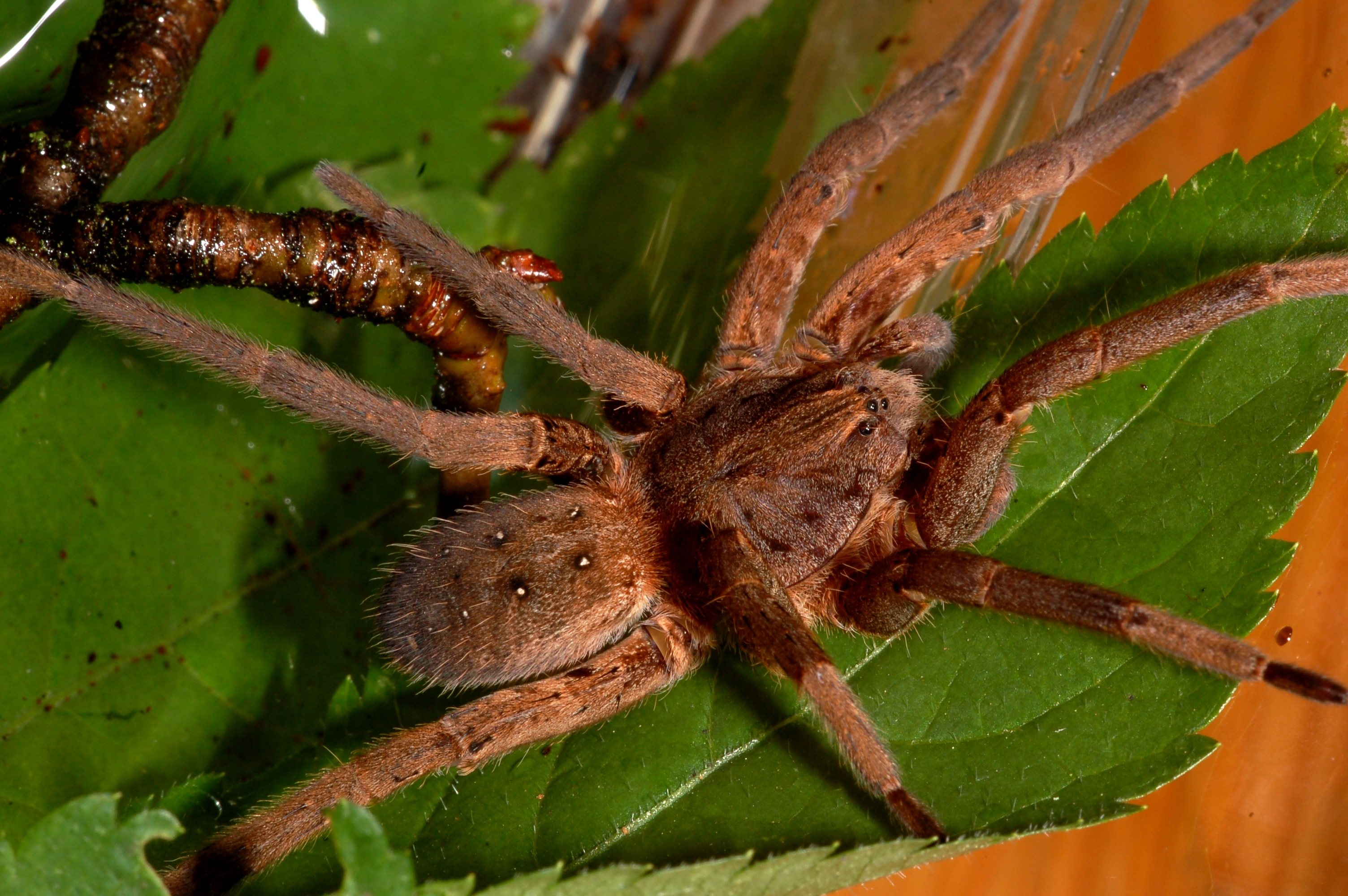 12 Astonishing Facts About Striped Fishing Spider 