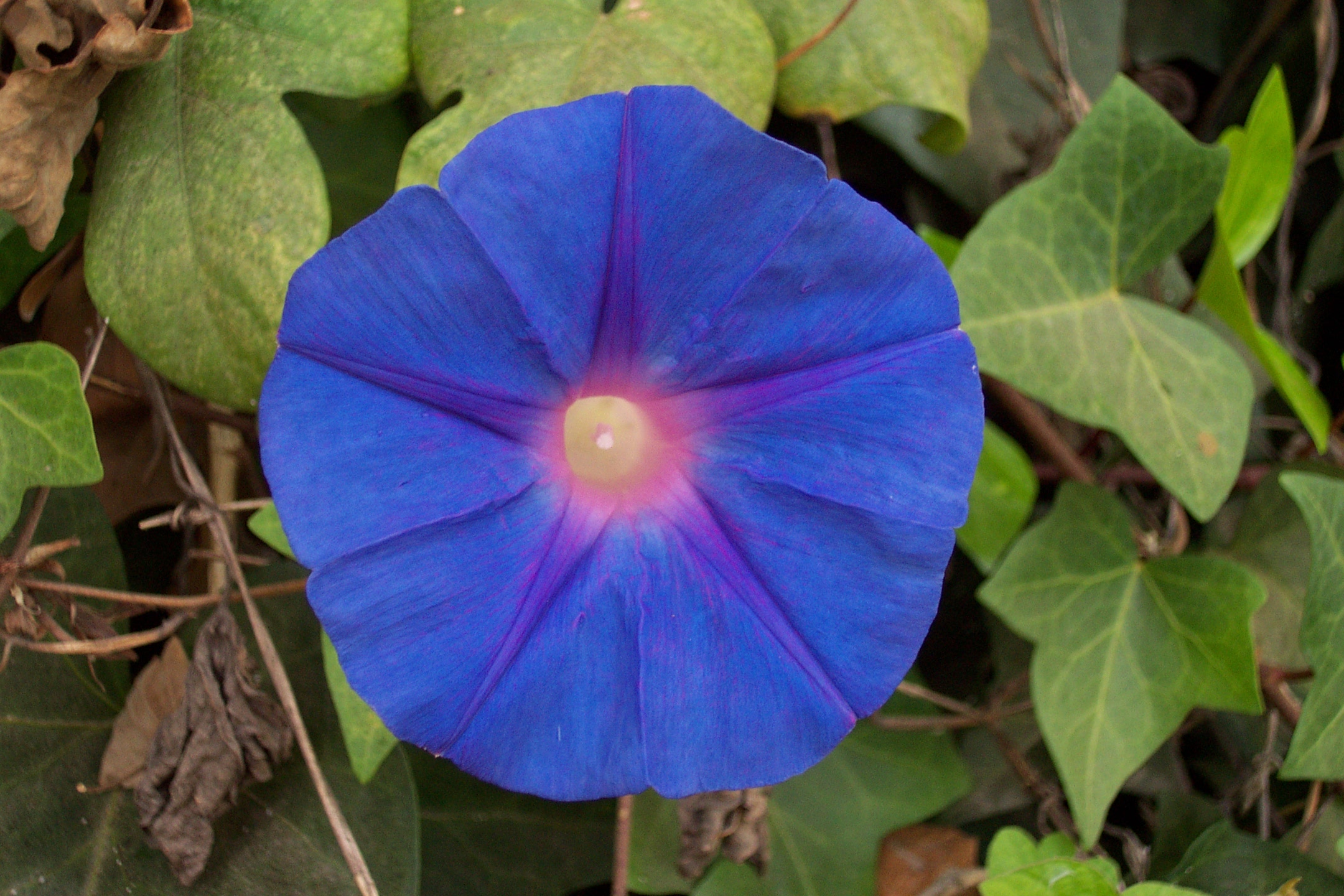 Ipomoea grandifolia