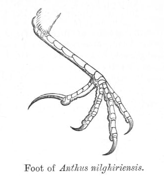 File:AnthusNilghiriensisClaw.jpg