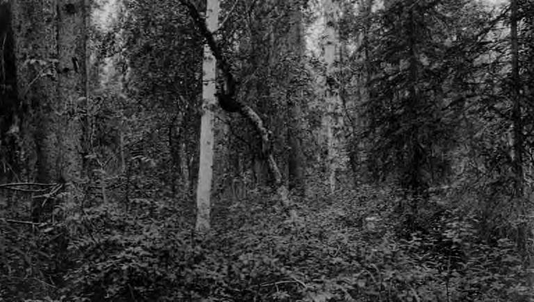 File:Birches in forest, probably near Kahiltna River, Alaska, July 1914 (AL+CA 3504).jpg