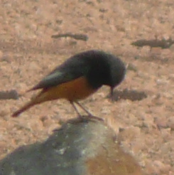 File:Bird 1310294 cr.jpg