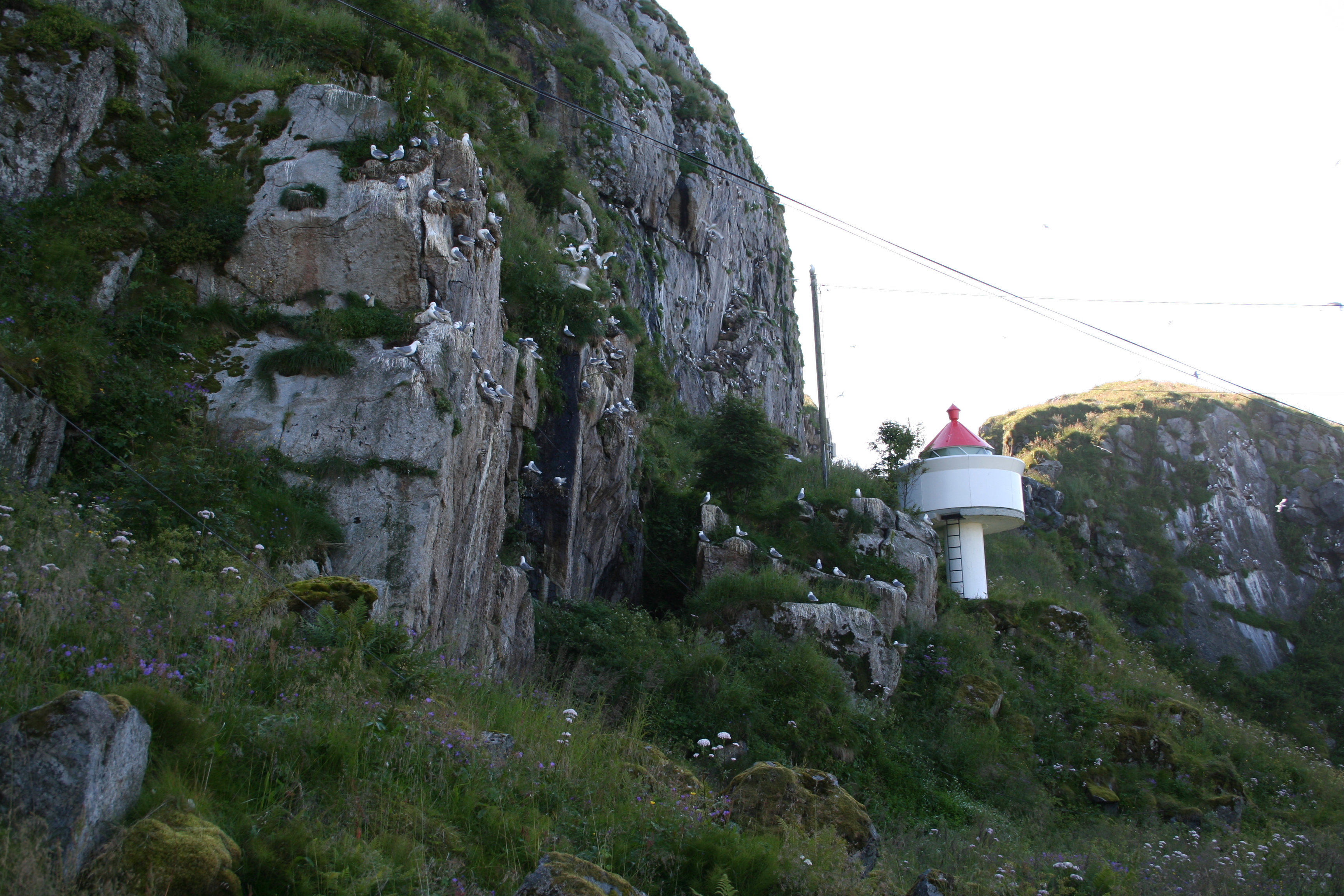 Burung gunung Nykvåg 2.jpg