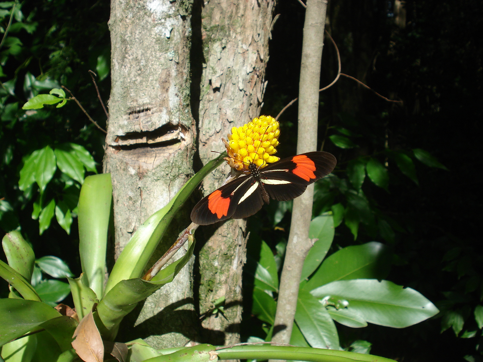 File:Borboleta na flor da bromélia.jpg - Wikimedia Commons