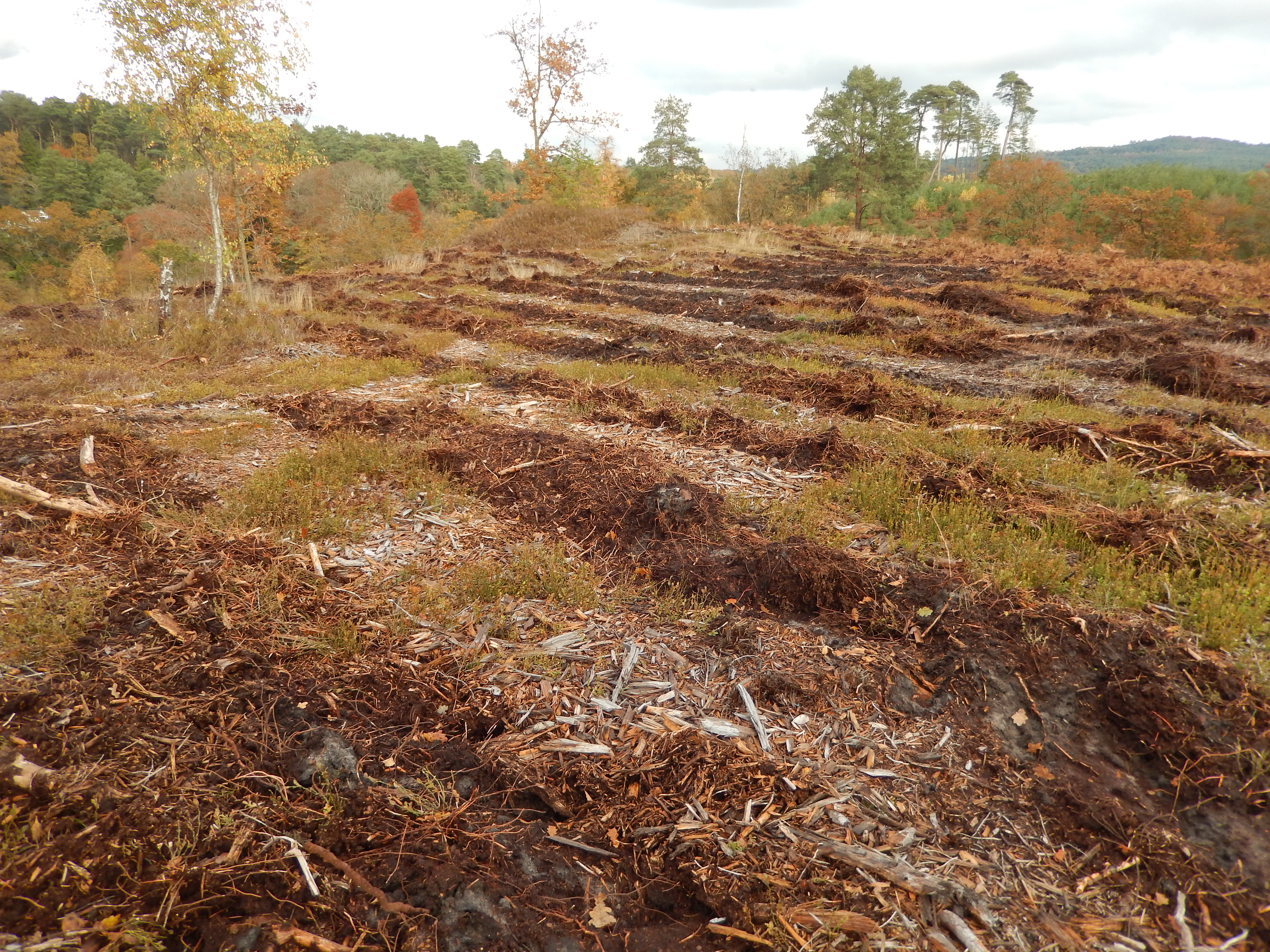 Clearing forests. Подготовка почвы под Лесные культуры. Остолбление лесных культур. Усыхающие Лесные культуры. Инвентаризация лесных культур.