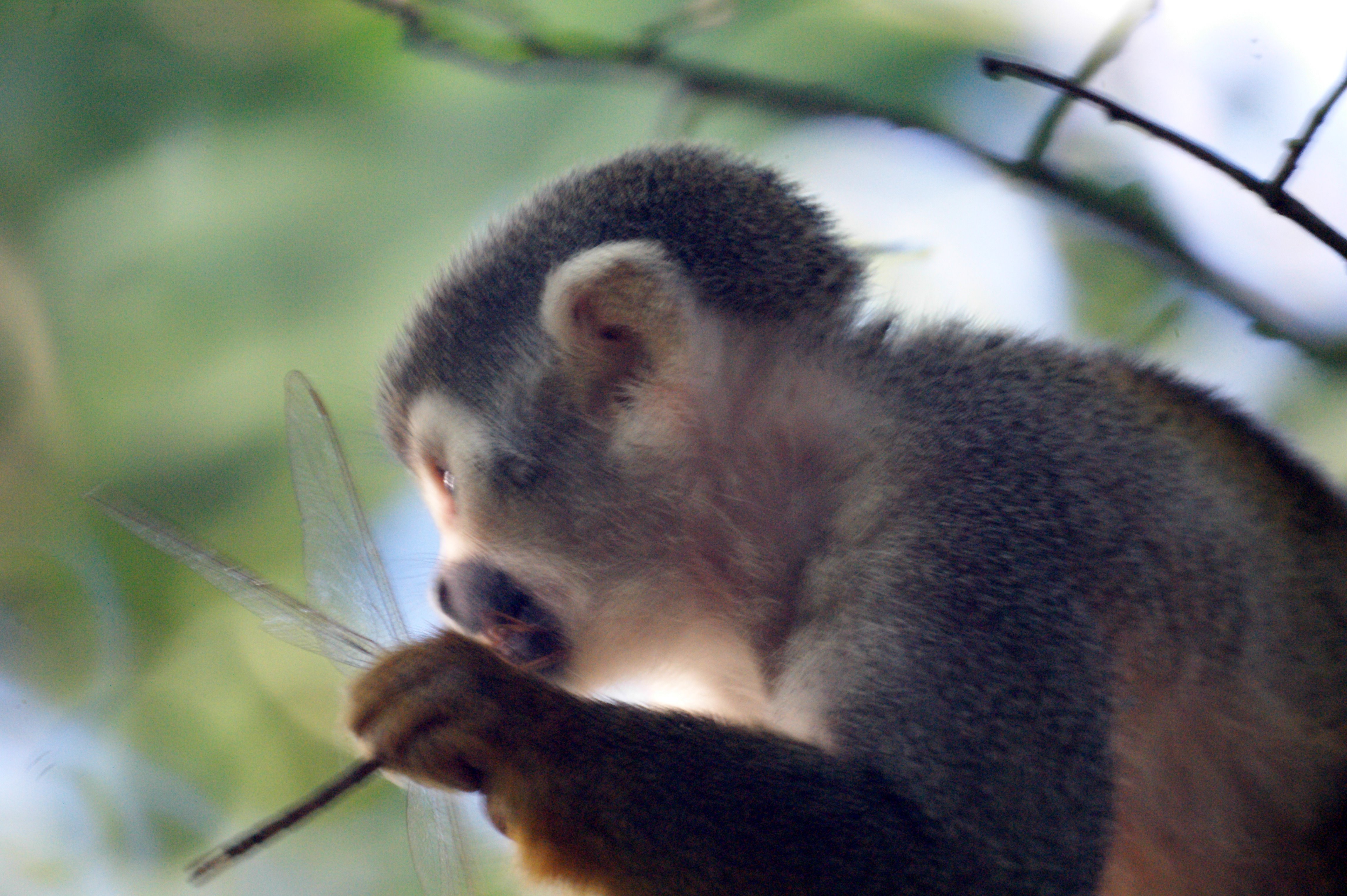 squirrel monkeys eating