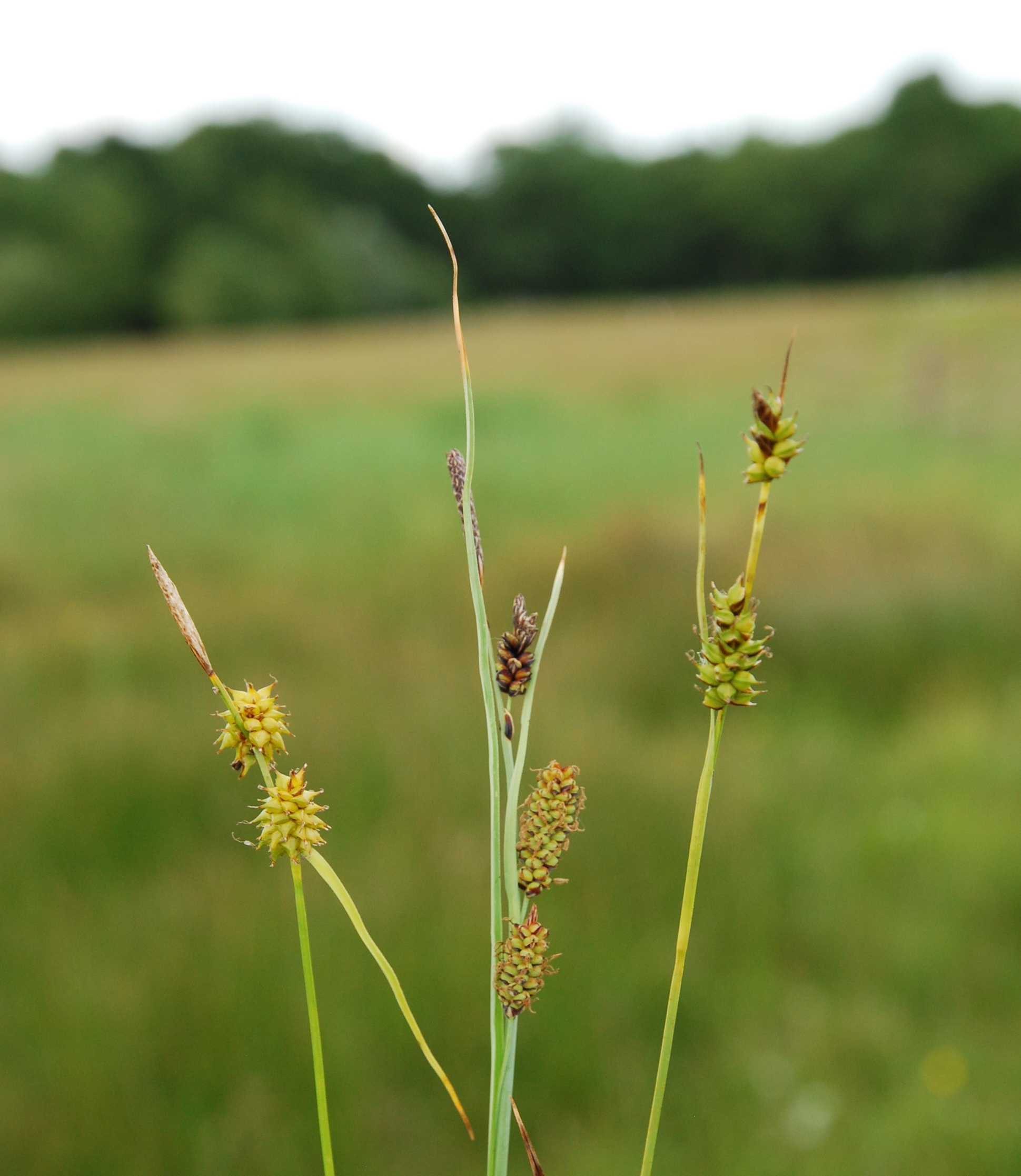 Осока Carex Appalachia