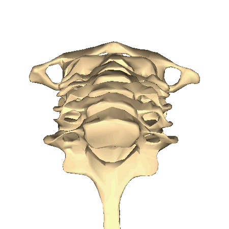 File:Cervical vertebrae - close-up - inferior view  -  Wikimedia Commons