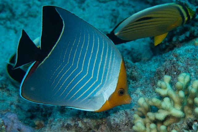 File:Chaetodon larvatus Egypt.jpg