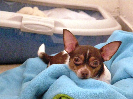 File:Chihuahua dog 3.jpg