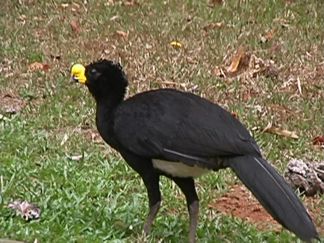 File:Crax rubra (Great Curassow) - male.jpg