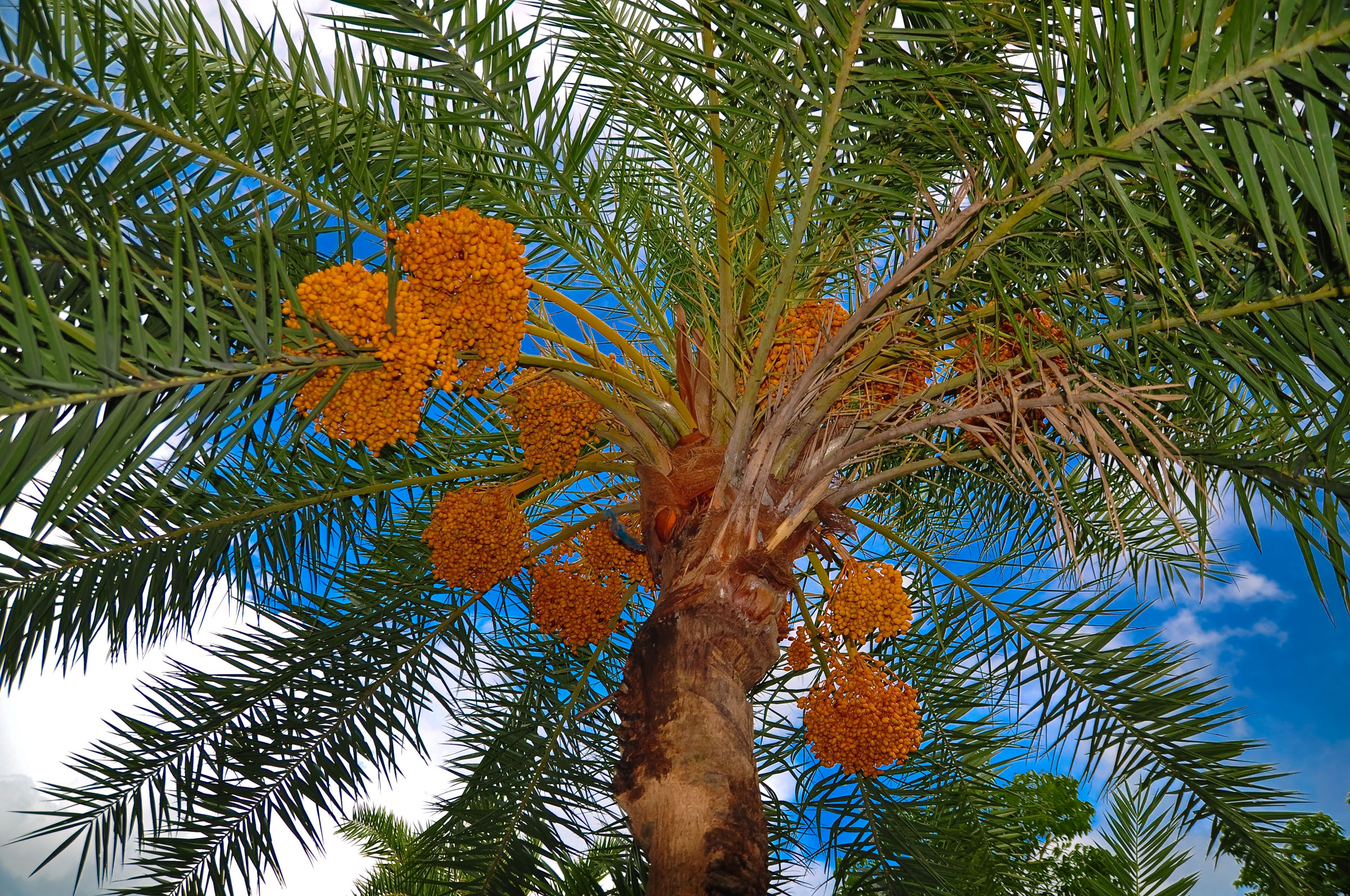 What Parts Of A Palm Tree Are Edible