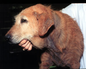 Na fotografii je pes se zánětem kůže doprovázeném řídnutí srsti a ztmavnutím pokožky, který postihuje spodní a boční stranu krku.