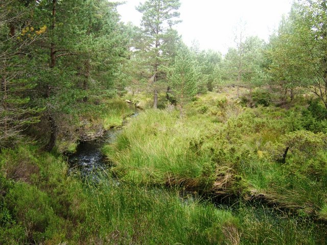 File:Duack Burn, Abernethy Forest - geograph.org.uk - 522089.jpg