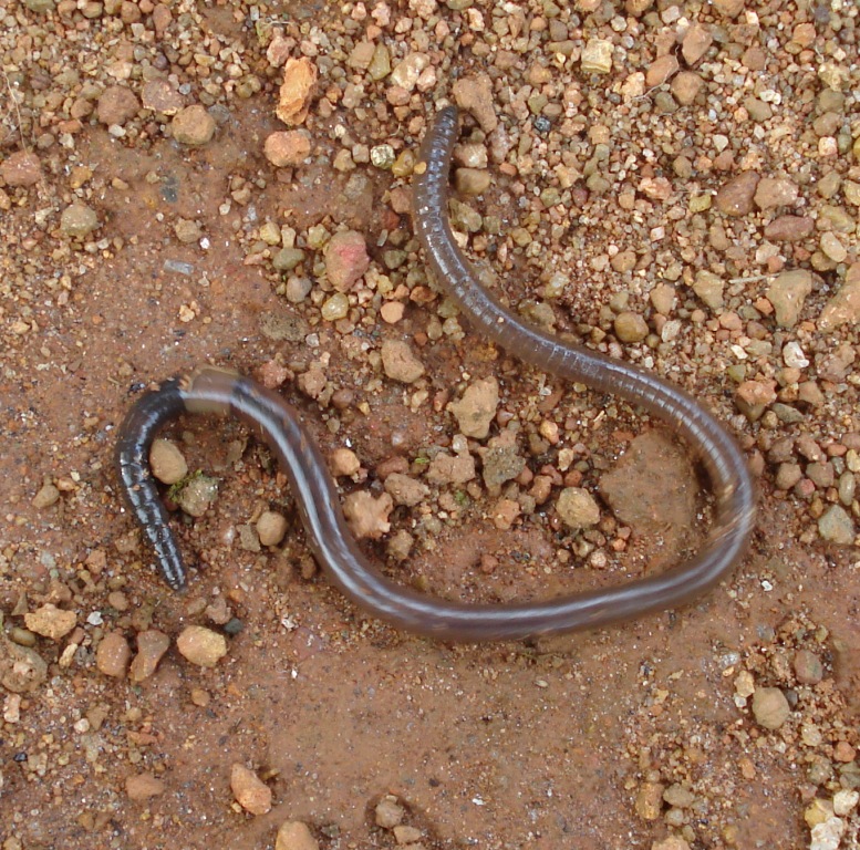 Earthworm - Wikipedia