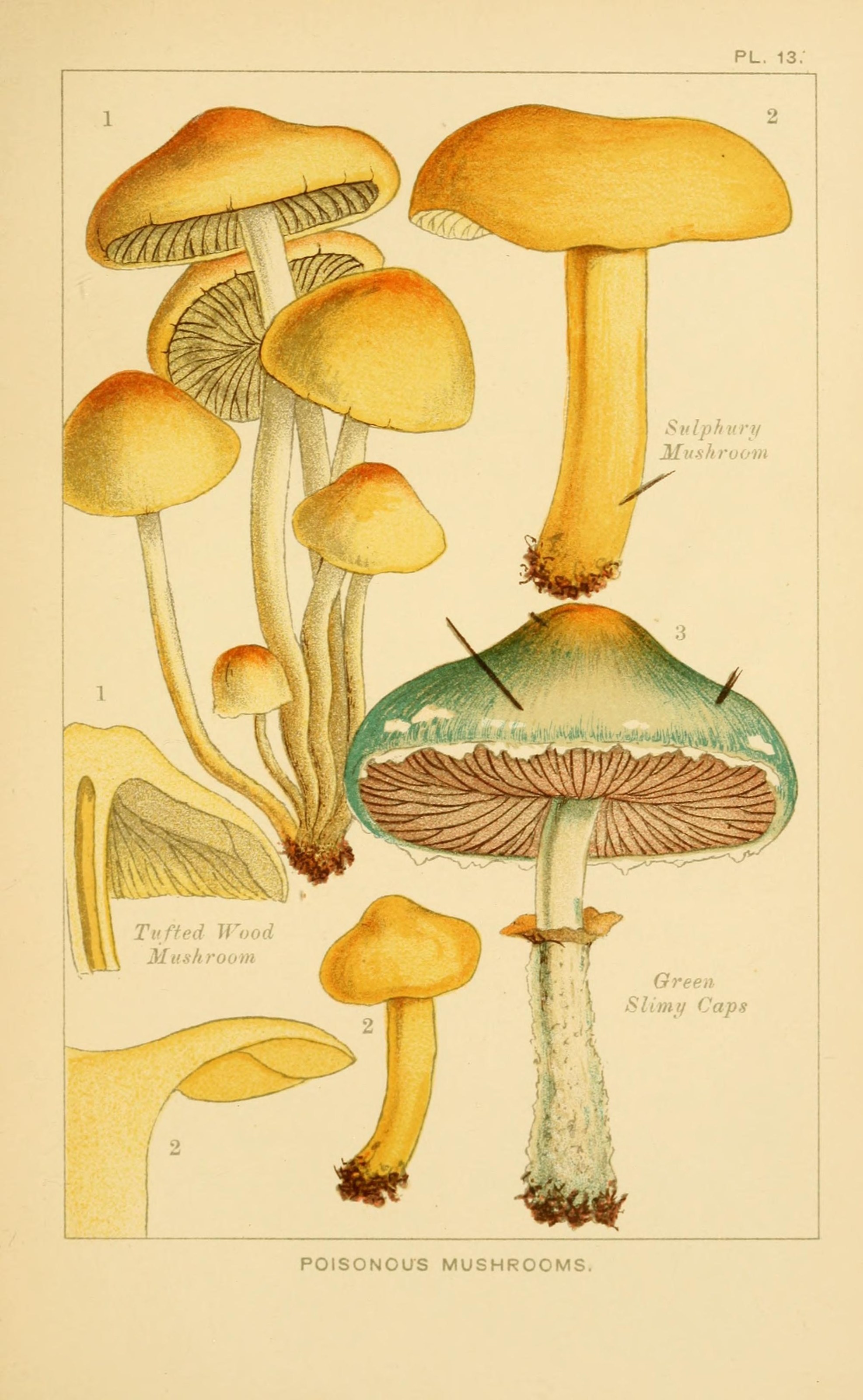 Ядовитые грибы старинные
